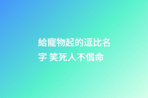 給寵物起的逗比名字 笑死人不償命